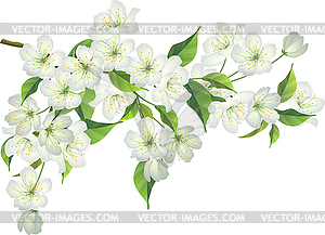 Blossoming branch of apple tree - vector image