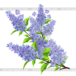 Branch of lilac with leaves - vector clip art