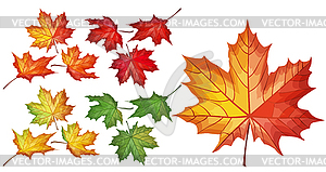 Set with maple leaves - vector clip art