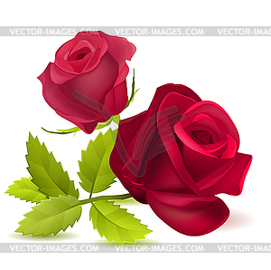 Realistic red rose  - color vector clipart