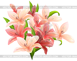 Bunch of pink lilies - vector image