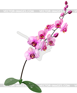 Orchid flower - vector image