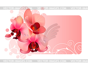 Цветок орхидеи - векторизованное изображение клипарта