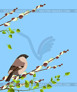 Bird on pussy willow branches - vector clipart