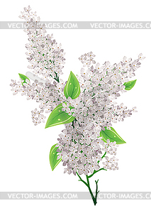 Lilac bunch - vector image