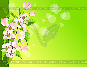 Blossoming apple branch - vector image