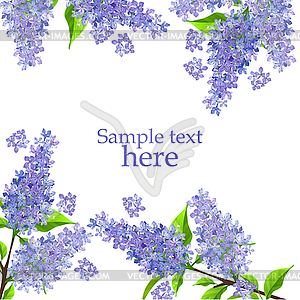 Blossoming lilac branch - vector image