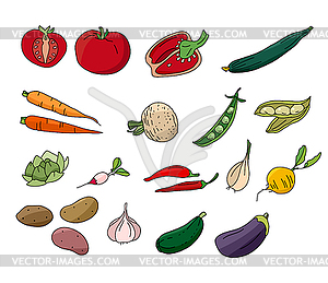 Different vegetables  - vector image