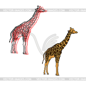 Giraffes, - vector clip art