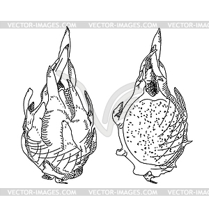 Dragon fruit or pitahaya. Circuit and strokes - vector image