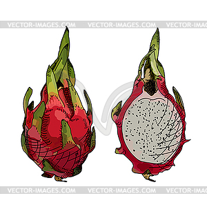 Dragon fruit or pitahaya - vector clip art