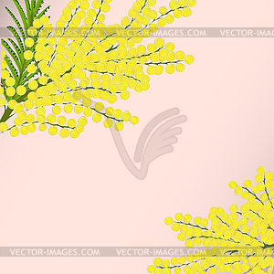 Floral background branches Mimosa - vector clipart