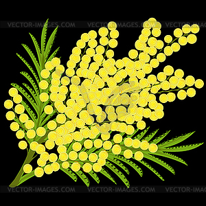 Floral bouquet of Mimosa on black background - vector clip art