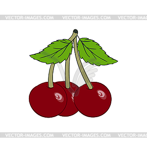 Cherry berry  - vector clipart