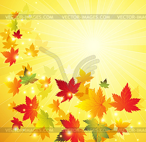 Autumn maple leaves background - vector clip art