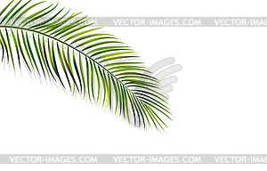 Green leaf of palm tree - vector clipart