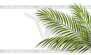 Green leaf of palm tree - vector clipart