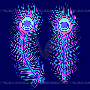 Peacock feathers on dark blue background - vector image