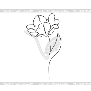 Tulip flower - vector image