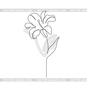 lily flower outline