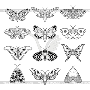 Set of moths - vector image