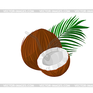Кокос с листьями - векторное изображение