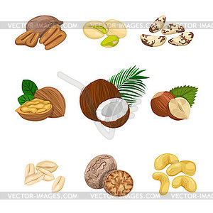 Set of nuts - vector clip art