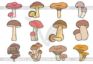 Mushrooms - vector clipart