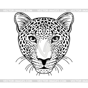 Leopard muzzle - vector image