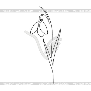 Snowdrop flower in line art style - vector image