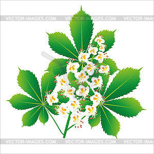 Horse chestnut flower object - vector clip art