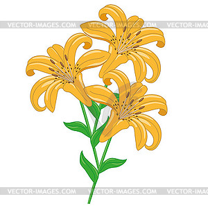 Tiger Lilies Objects - vector image