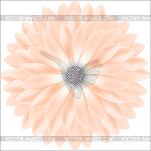 Tender chrysanthemum round patterns realistic - color vector clipart