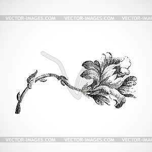 Hand drawn horizontal flower of lily, vintage isolated - vector image