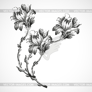 Hand drawn bouquet of three flowers of lily, vintage  - vector image