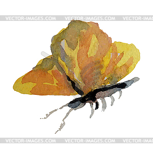 Watercolor butterfly - vector clip art