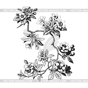 Botanical branches with leaves and flowers - vector image