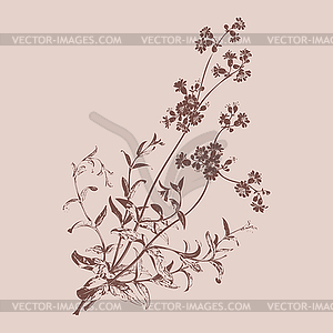 Botanical branches with flowers , herbal flow - vector image