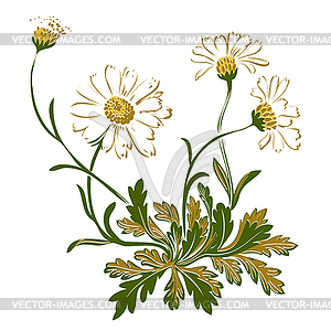 Colorful bouquet of chamomile flowers - royalty-free vector image