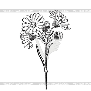 Bouquet of daisy flowers - vector image