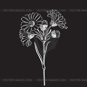 Bouquet of daisy flowers - vector EPS clipart