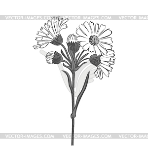 Bouquet of daisy flowers - royalty-free vector clipart