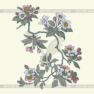 Cherry branches with flowers, sakura - royalty-free vector clipart