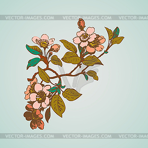 Cherry branches with flowers, sakura - vector image