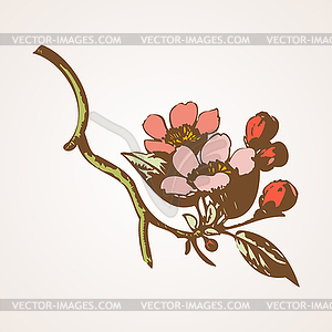 Cherry branches with flowers, sakura - vector clip art