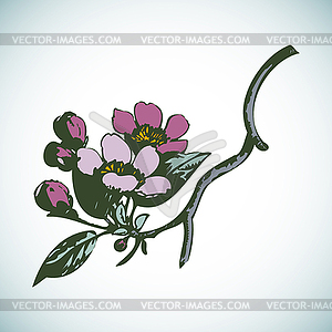 Cherry branches with flowers, sakura - vector image