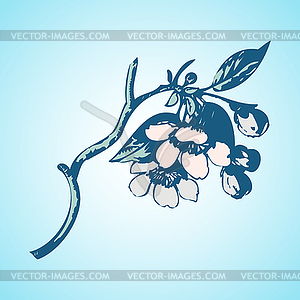 Cherry branches with flowers, sakura - vector image