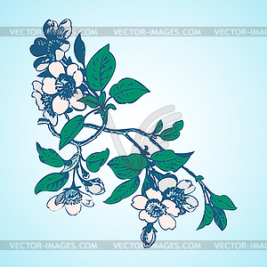 Cherry branches with flowers, sakura - vector image
