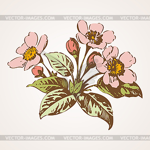 Cherry branches with flowers, sakura - vector clipart