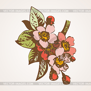 Cherry branches with flowers, sakura - vector clipart